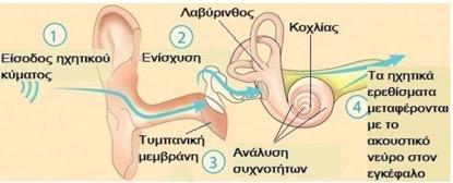 Οδός αγωγής των ηχητικών κυμάτων